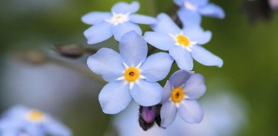 Beautiful forget me nots